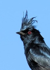 Phainopepla